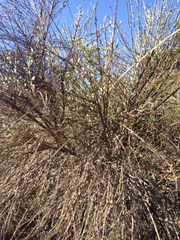 Lepidospartum squamatum