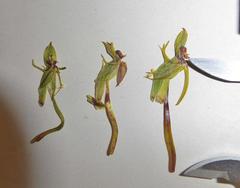 Habenaria mossii