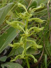 Habenaria mossii