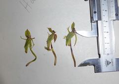 Habenaria mossii