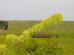 Dalbergia multijuga