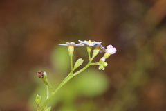 Myosotis nemorosa