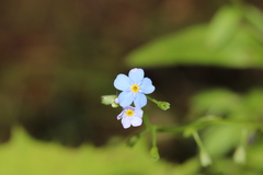 Myosotis nemorosa