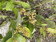 Parinari capensis subsp. incohata image