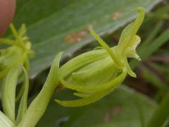 Habenaria mossii