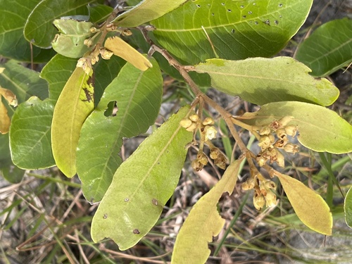 Parinari capensis subsp. incohata image