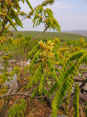 Dalbergia multijuga