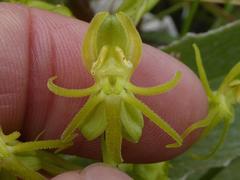 Habenaria mossii