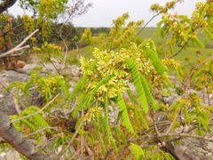 Dalbergia multijuga