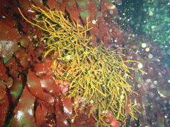 Bifurcariopsis capensis