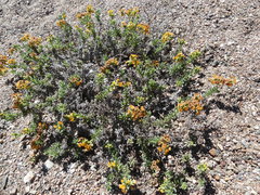 Heliotropium floridum