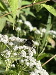 Bombus impatiens