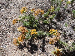 Heliotropium floridum