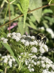 Bombus impatiens
