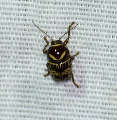 Cryptocephalus cribripennis