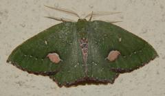 Lasiochlora diducta