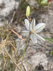 Chlorophytum cooperi image