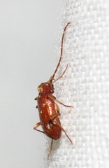 Ptinus raptor