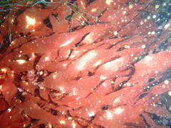Botryocarpa prolifera