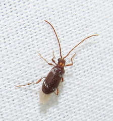 Ptinus raptor