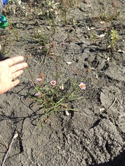 Symphyotrichum yukonense