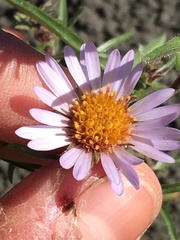 Symphyotrichum yukonense
