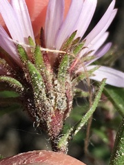 Symphyotrichum yukonense