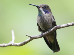 Colibri delphinae