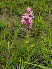 Watsonia mtamvunae