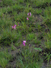 Watsonia mtamvunae
