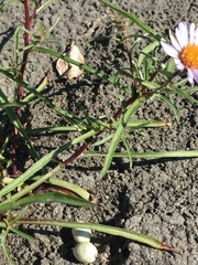 Symphyotrichum yukonense