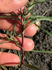 Symphyotrichum yukonense