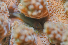 Gobiodon prolixus