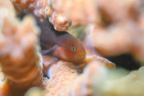 Five-bar coral goby (Gobiodon quinquestrigatus) — Gobiidae — 4