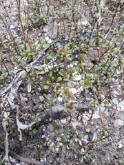 Samolus repens repens