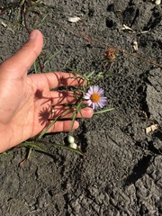 Symphyotrichum yukonense