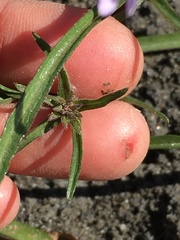 Symphyotrichum yukonense