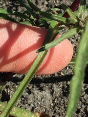 Symphyotrichum yukonense