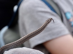 Coronella austriaca acutirostris