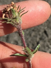 Symphyotrichum yukonense