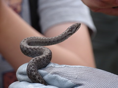 Coronella austriaca acutirostris