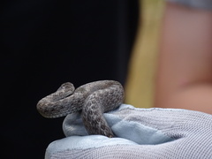 Coronella austriaca acutirostris