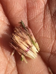 Symphyotrichum yukonense