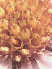 Symphyotrichum yukonense