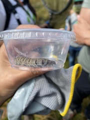 Coronella austriaca acutirostris