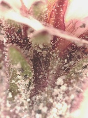 Symphyotrichum yukonense