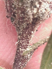 Symphyotrichum yukonense