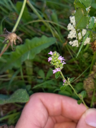 Thymus pulegioides