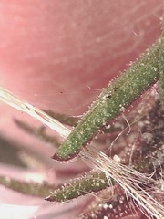 Symphyotrichum yukonense