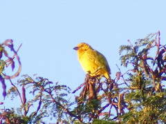 Ploceus subaureus subaureus